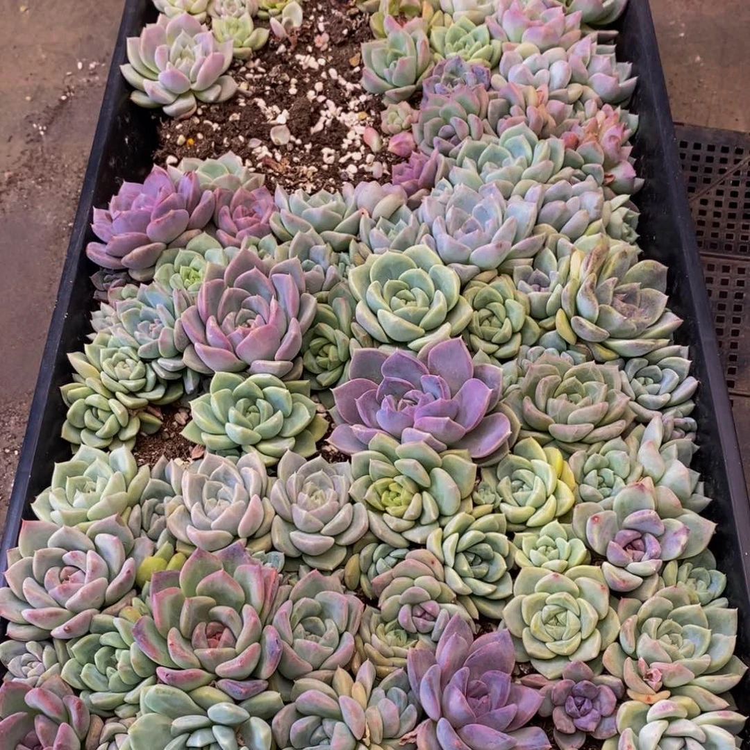 070多肉植物保护研究所所长