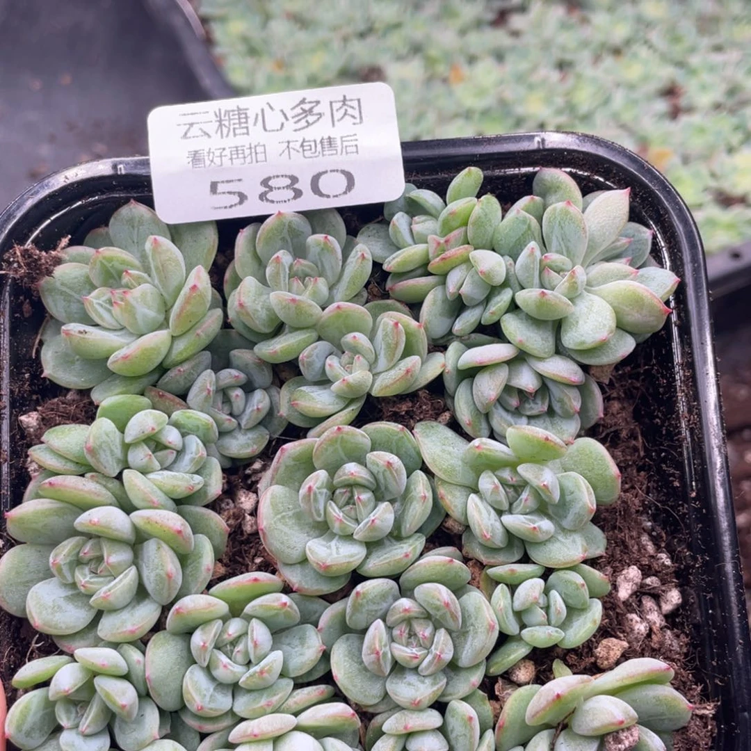 云糖心多肉植物580