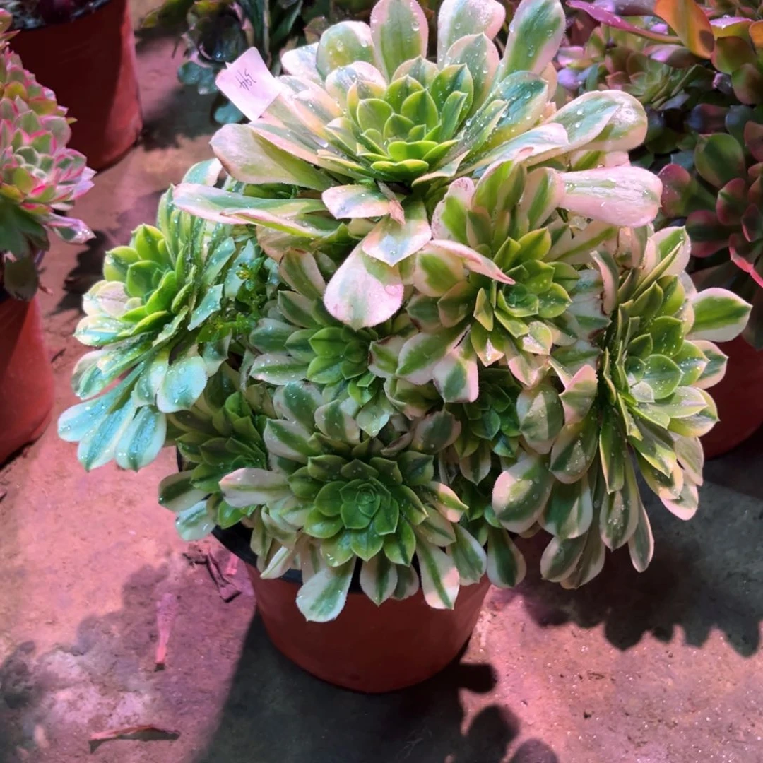 多肉植物金丝394