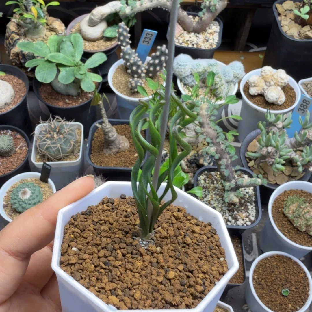 钢丝弹簧草271仙人掌