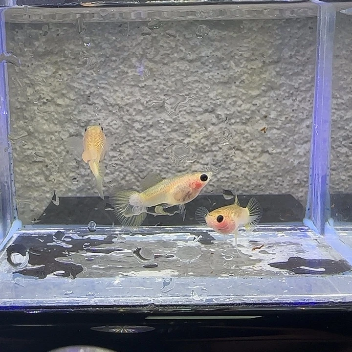孔雀鱼粉猫短C。37号