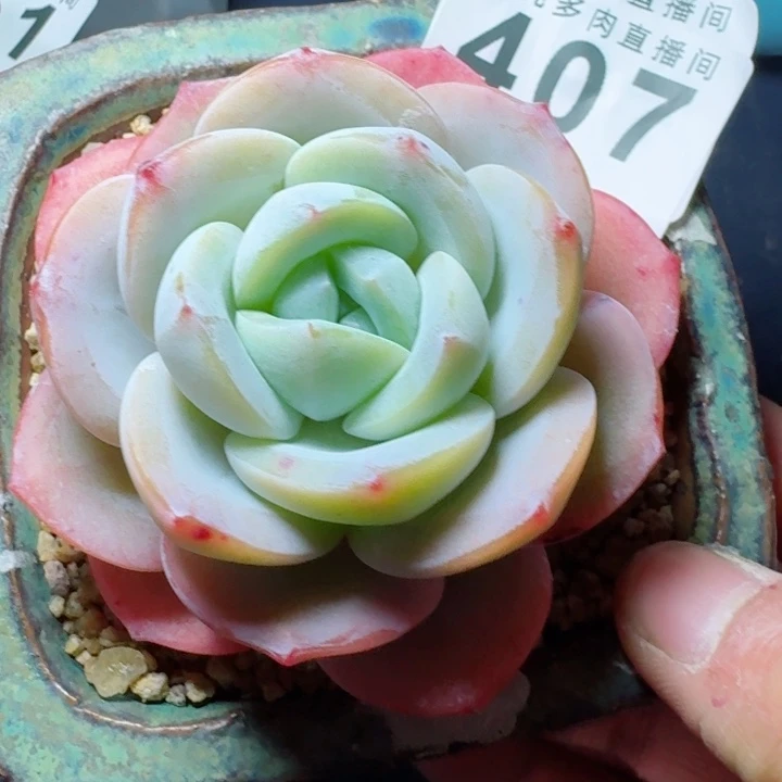 雪茶优选         精控精养多肉植物