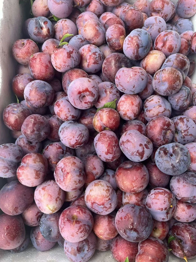 当季新鲜红肉黑布李酸脆爽口现摘现发产地直发
