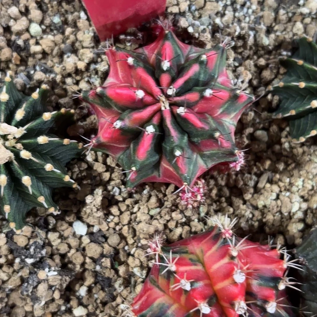 285-1108泰国发货多肉