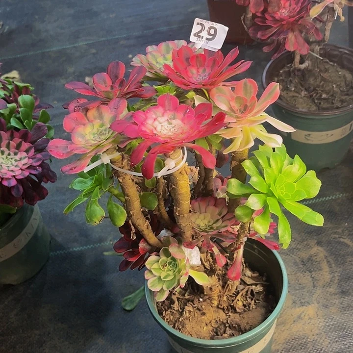 用****4嫁接法师的299999