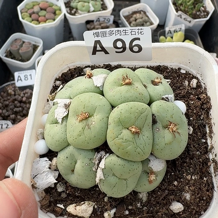 96多肉植物多肉植物