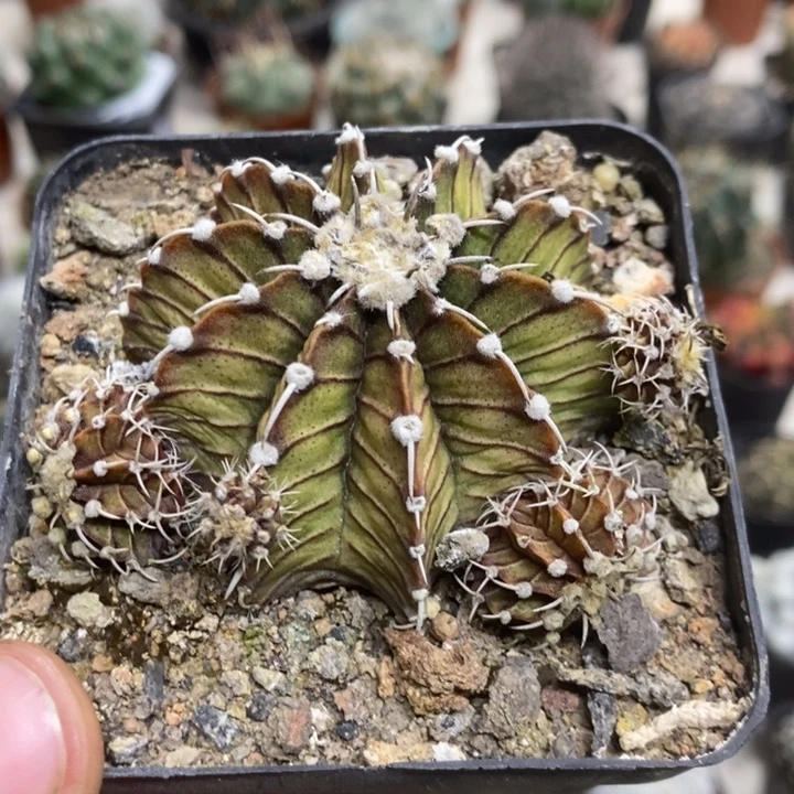 肋骨带崽特价福利