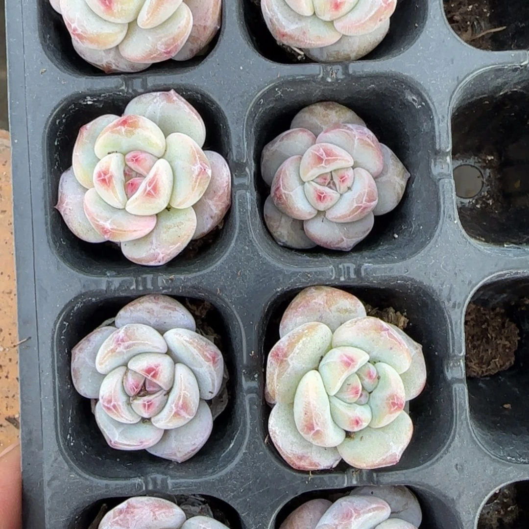 9颗一组小圆叶单头星影