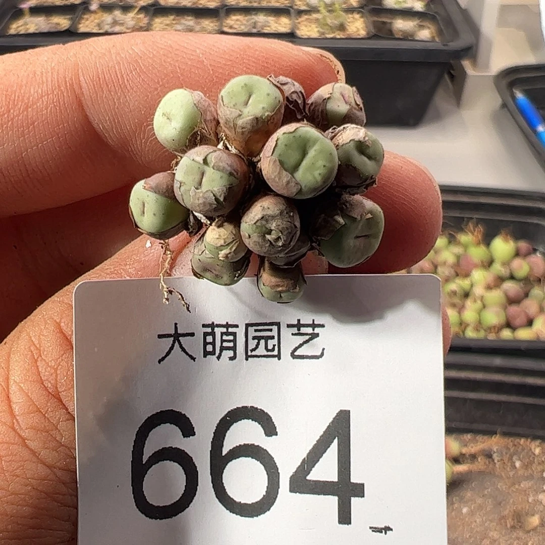 一物一拍。               664