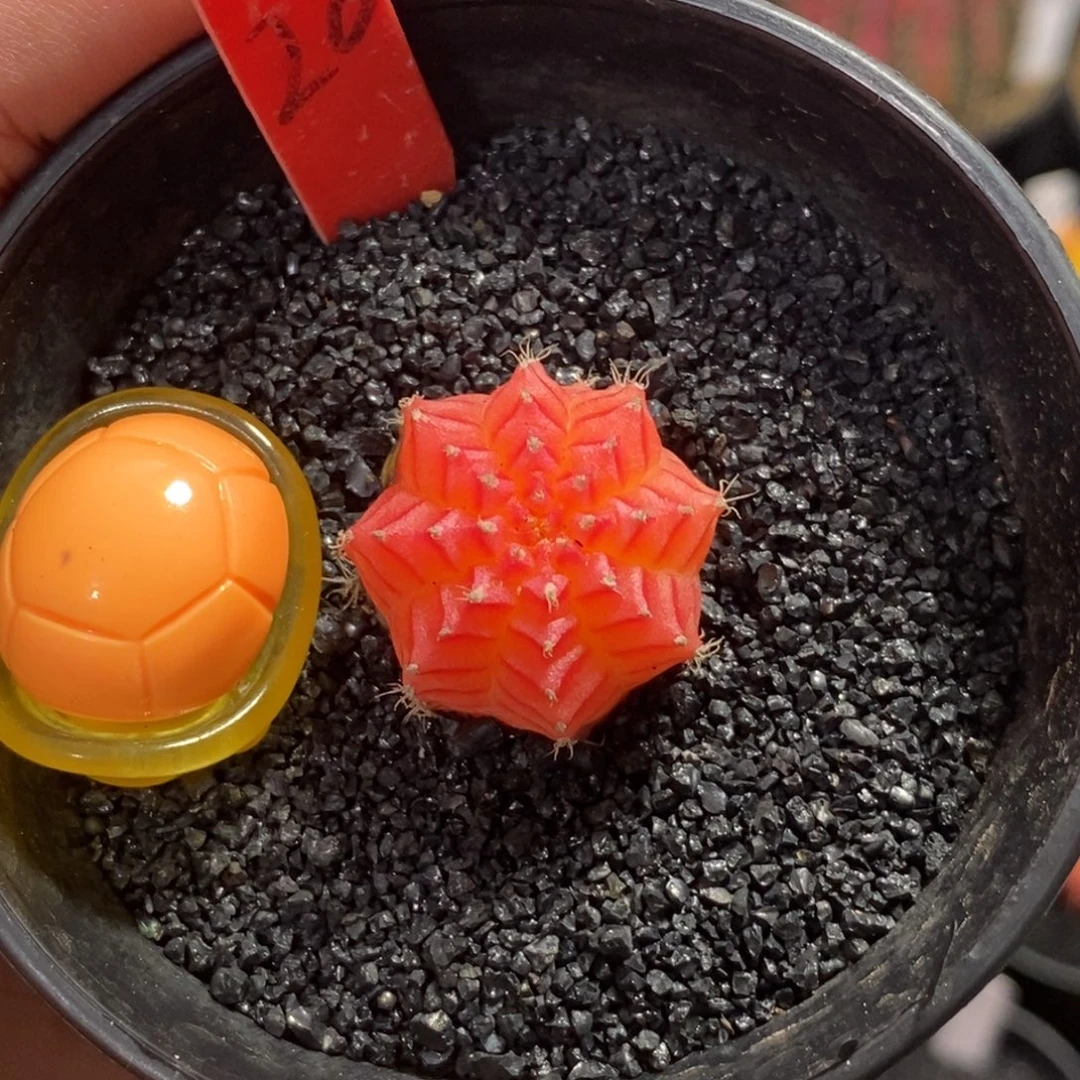 精品米哈—脱土发货26