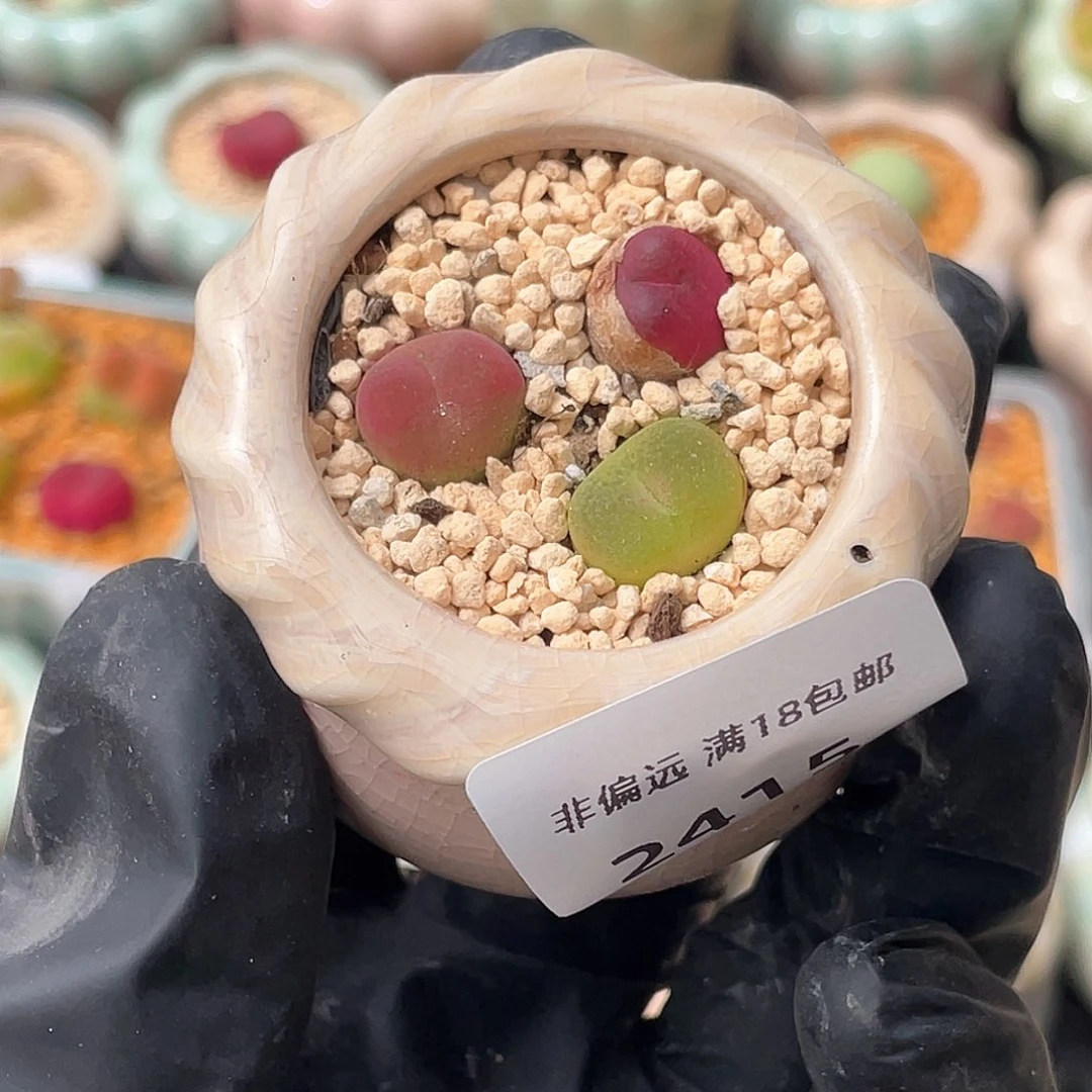 2415--一物一拍 带盆 吕氏蟠桃水蜜桃