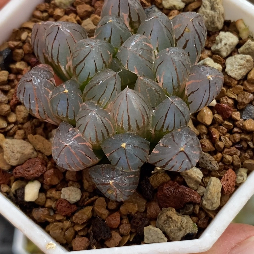 642霓虹灯玉锦一物