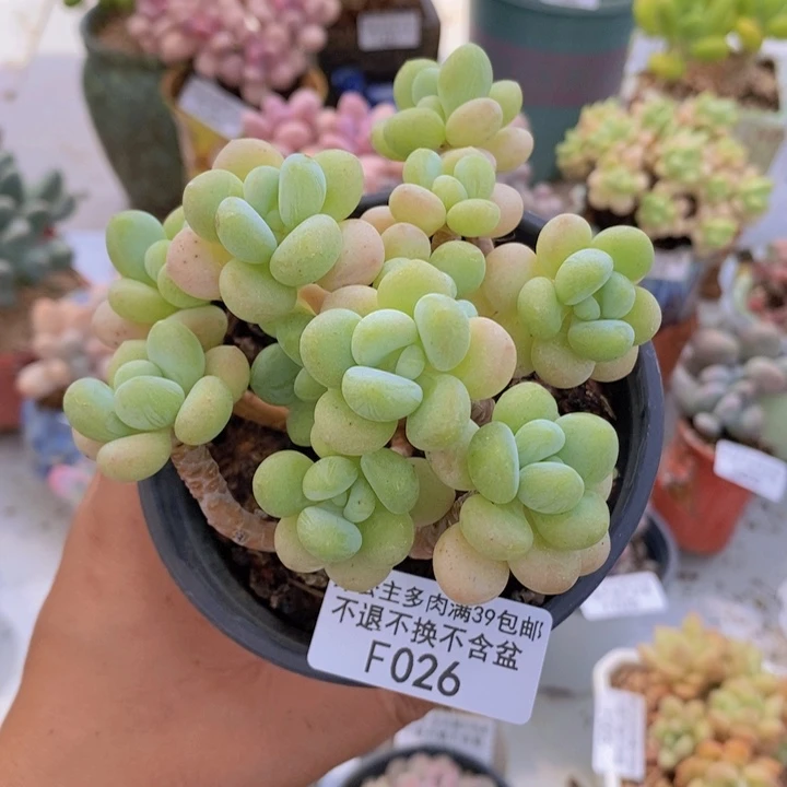 白奶糖老桩10cm026多肉植物