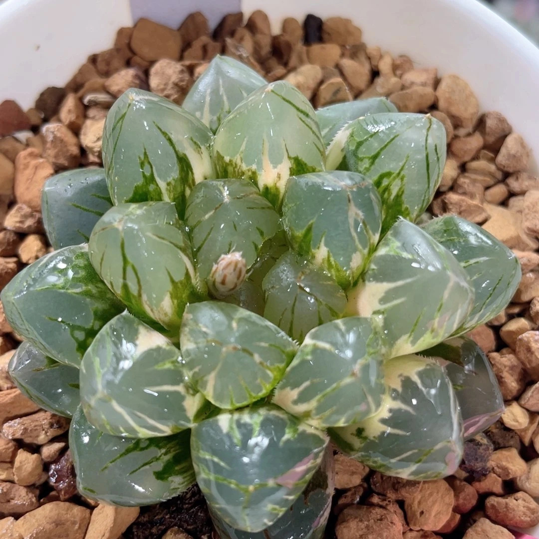 43OM玉露锦。            