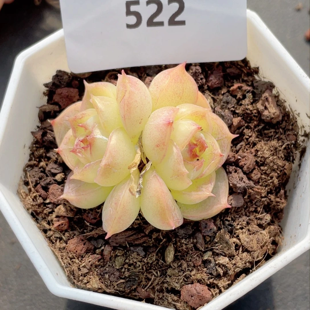 爱****蚁522号糖心冰心珍妮