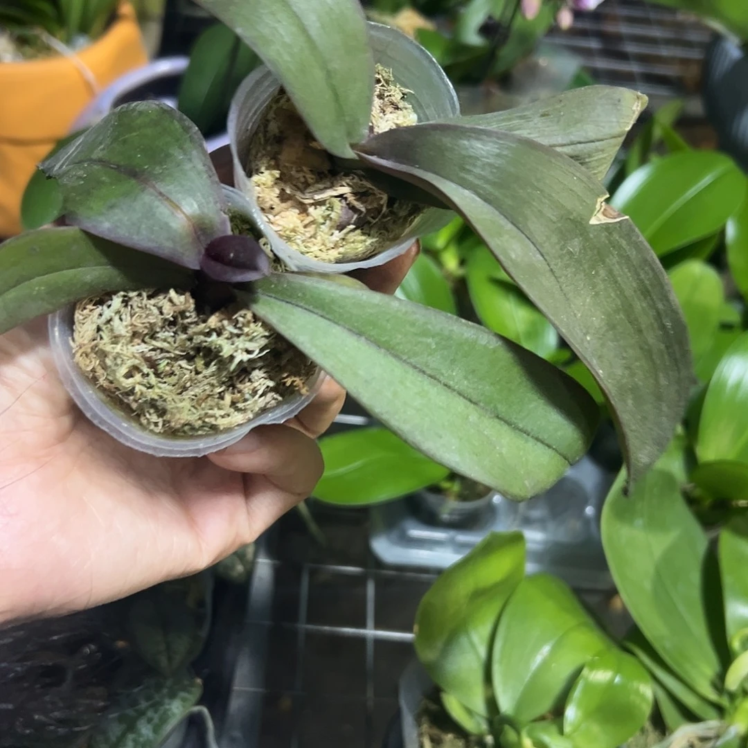 当前无花栽培后可以开花蕾丝安娜➕哈宝1.7组合瑕疵