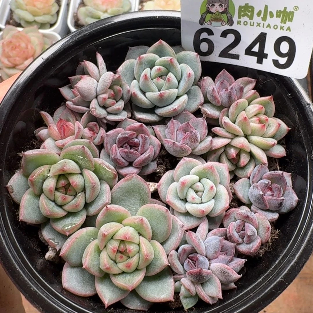 多肉植物多肉植物