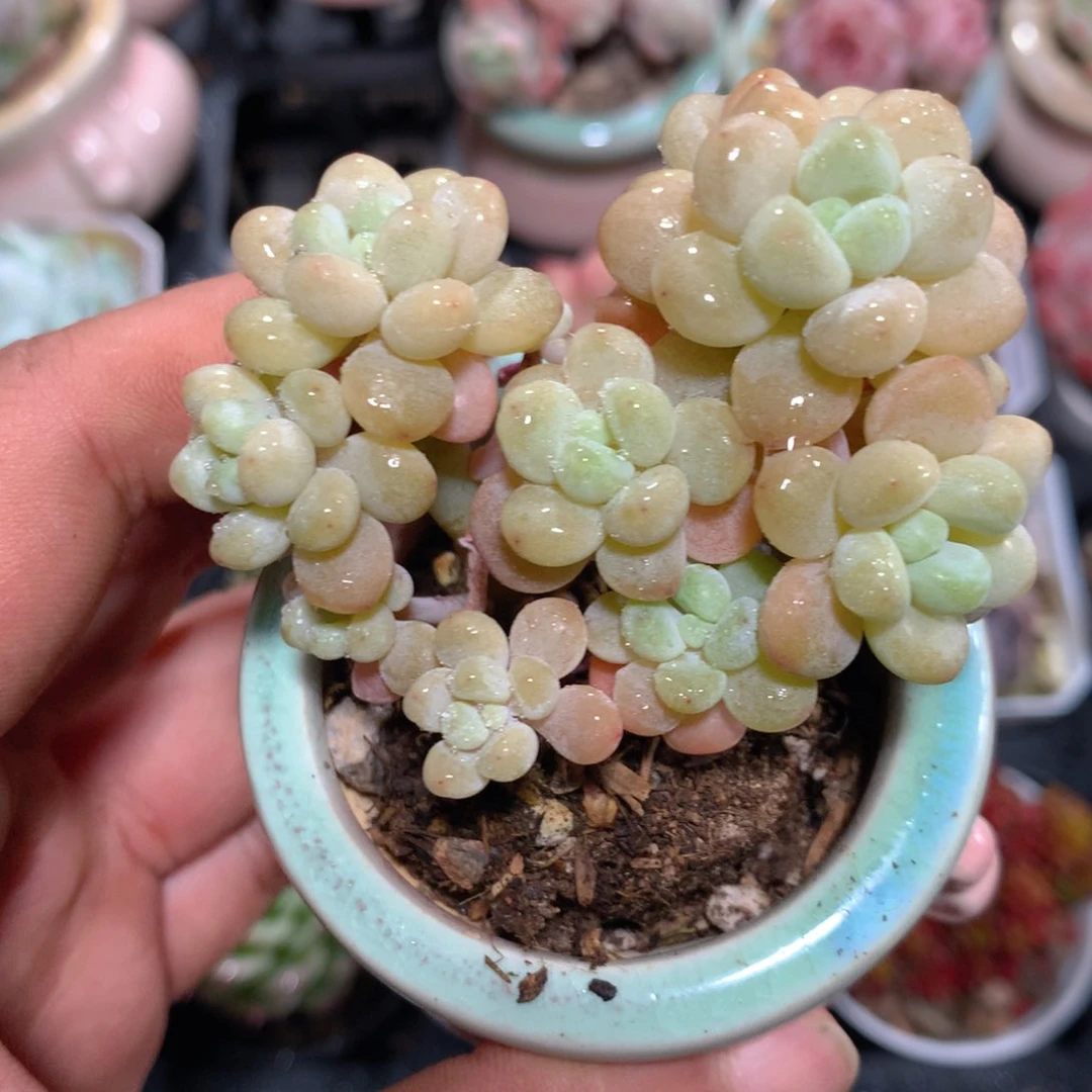 5CM拇指盆精控多肉ZD728