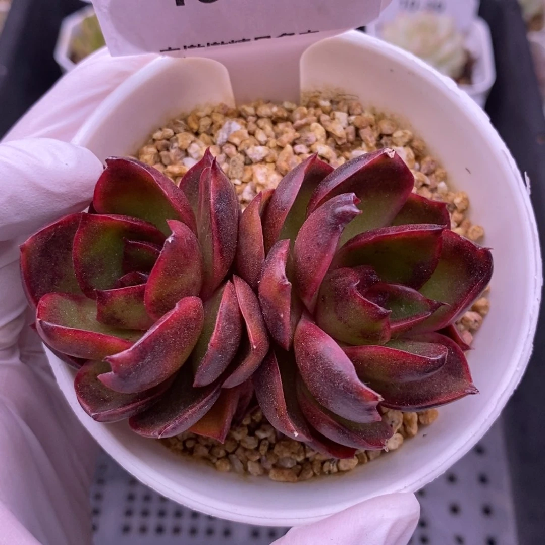 【闪购商品】10-45红灯