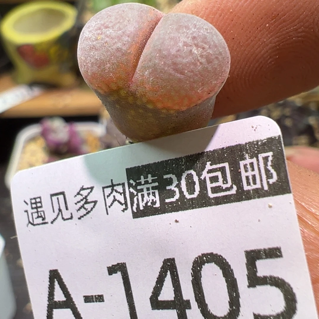 多肉植物11111111111
