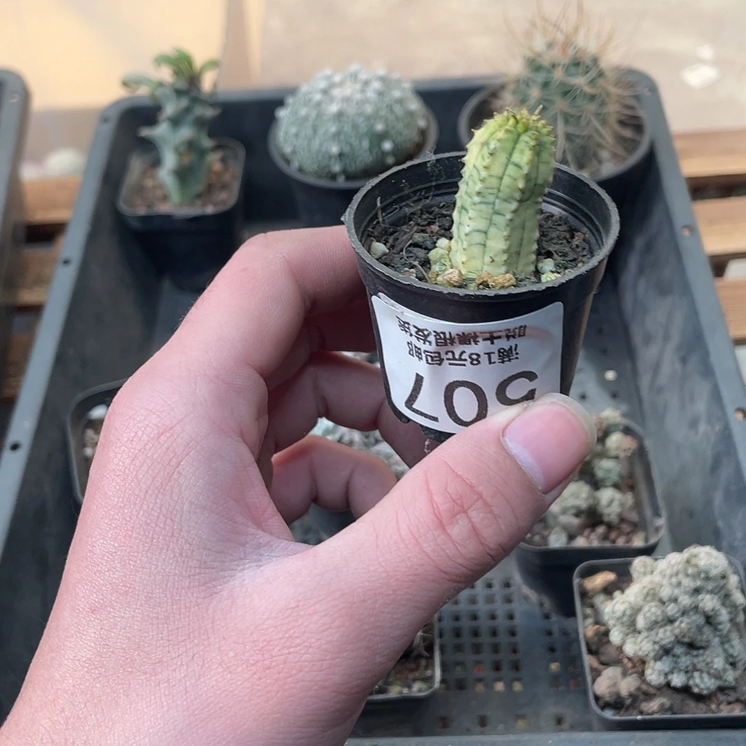 507布纹球锦（满18包邮）