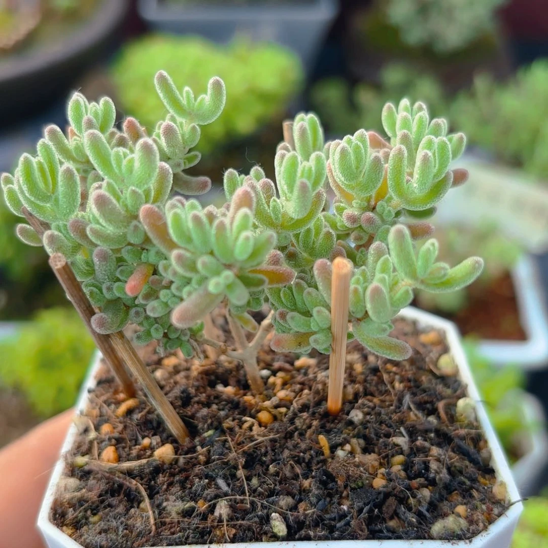 一***子紫晶杂730。