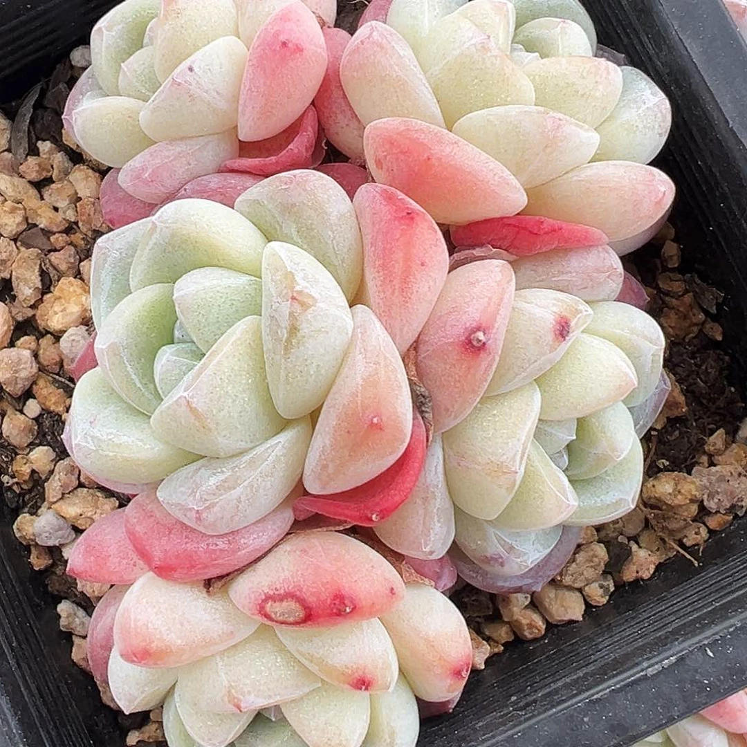 大脸5头群生1301号