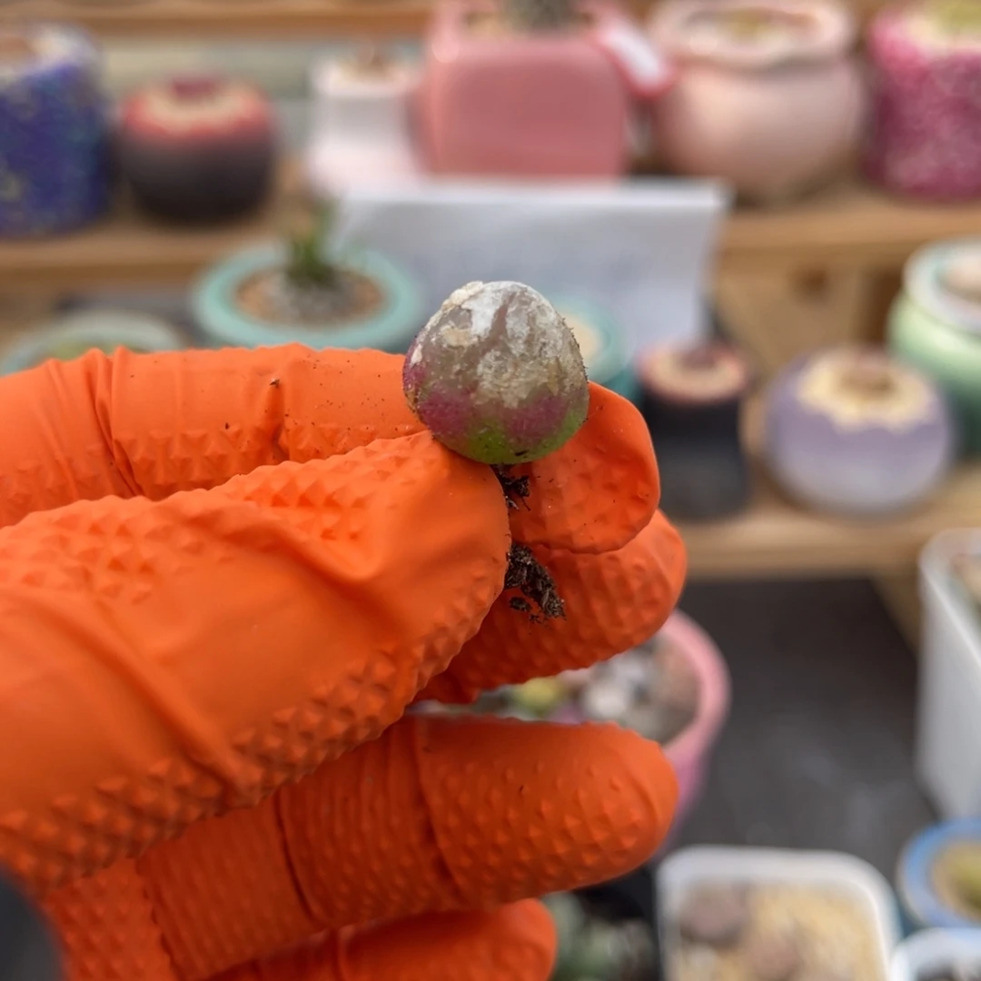 多肉植物一物一拍72