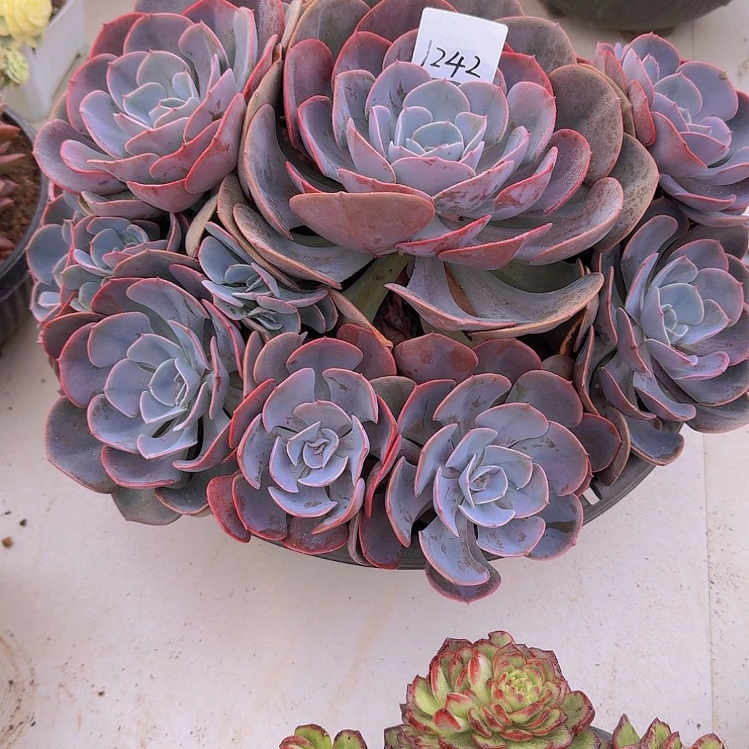 水***】1242尘埃玫瑰多肉植物