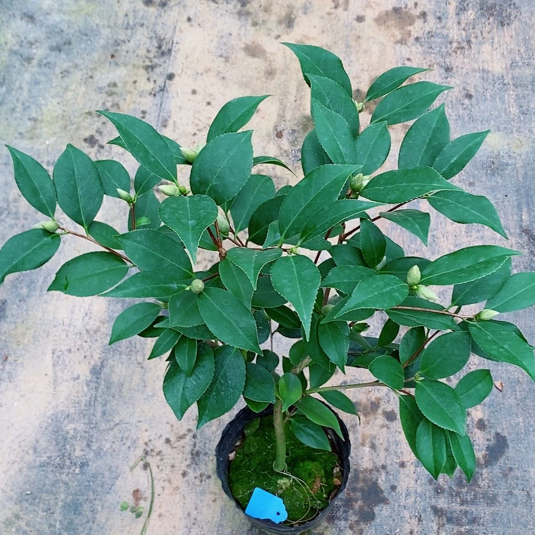 完全开放茶花盆栽五色托桂