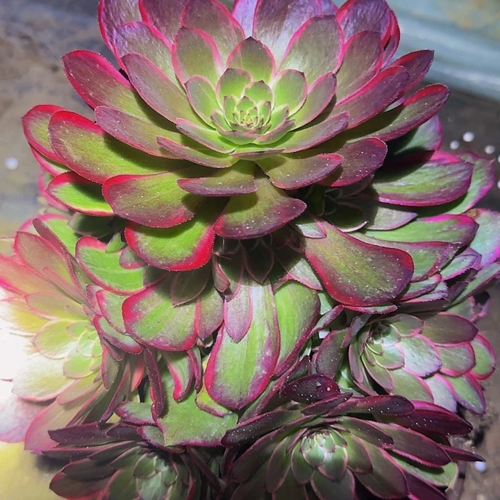 粉花妖，夜宴捧花福利