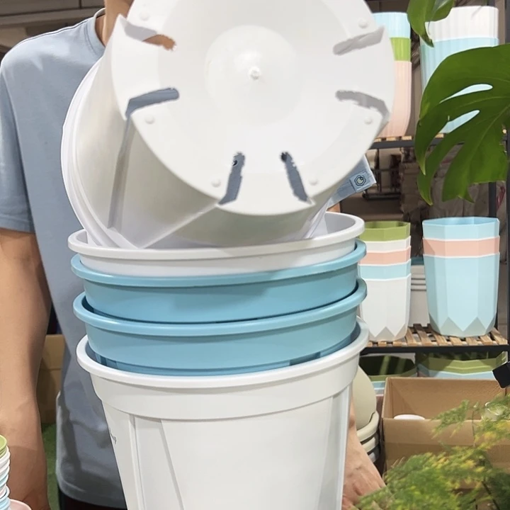 青山口24高24混色5只带托