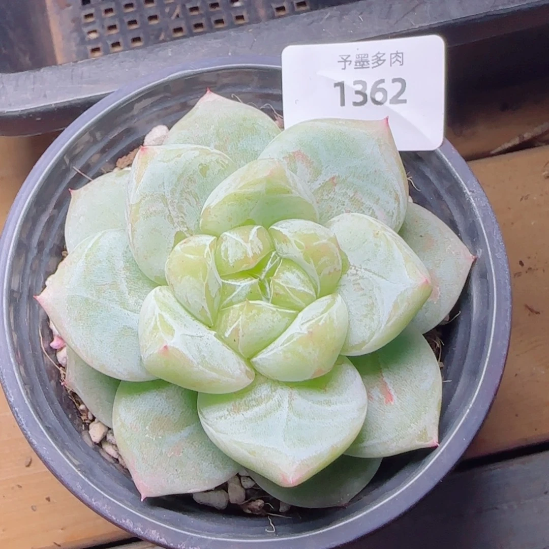 白泽珍妮，1362多肉植物