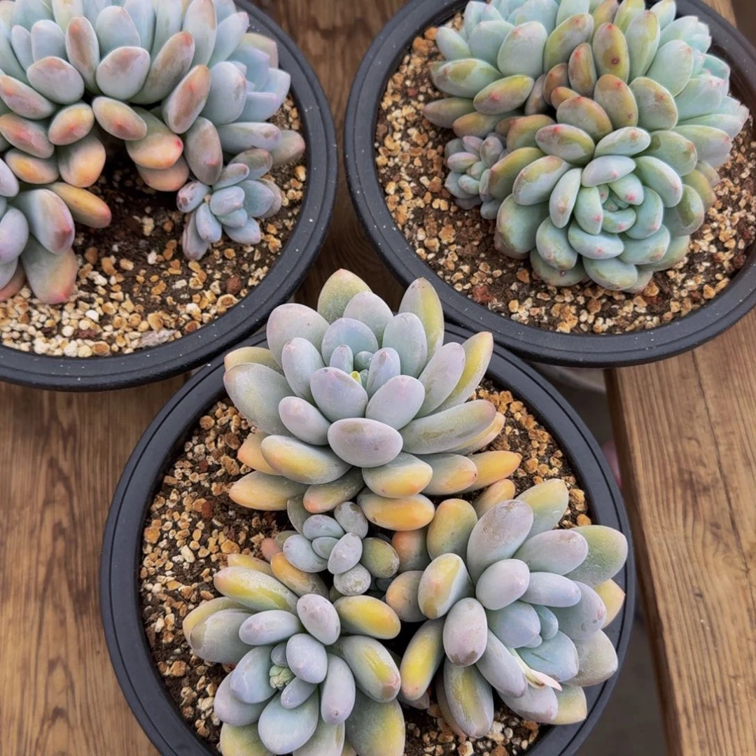 周****y香水零度不包损多肉