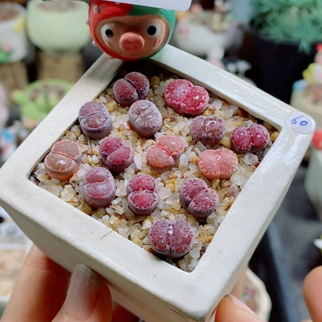 生石花花花花花花花花677