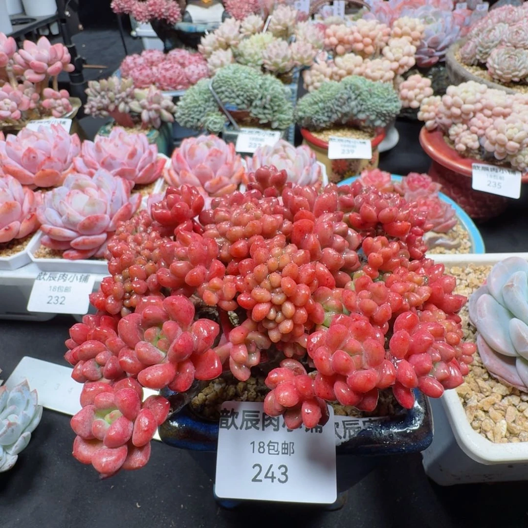 小*多肉植物  243  香奈儿缀