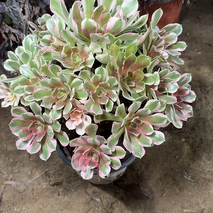 多肉植物粉女郎46