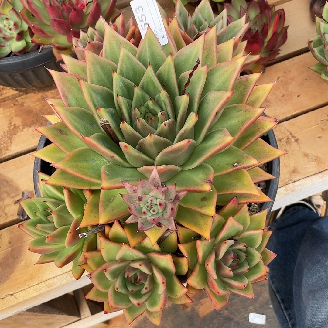 若如东云单排C553