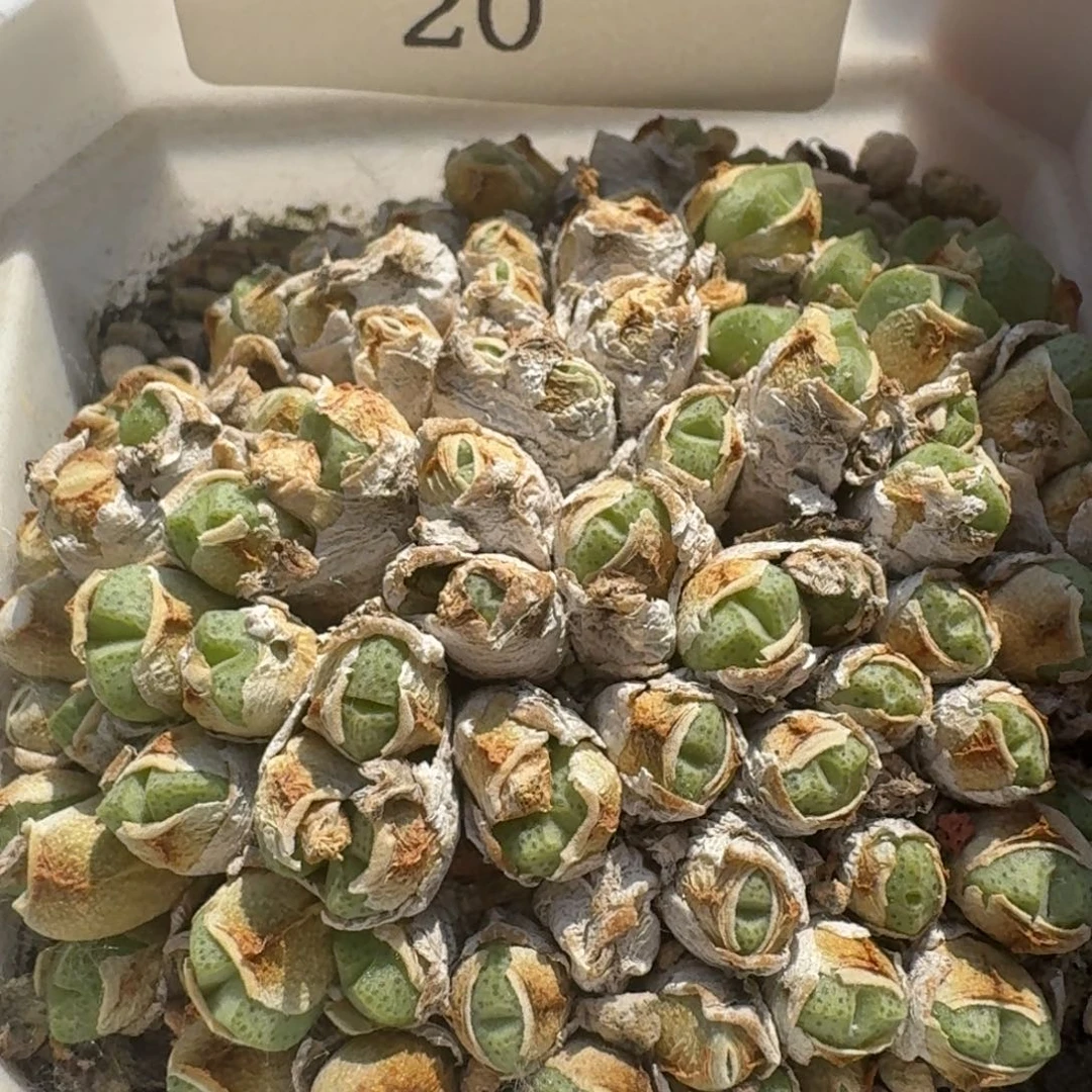 20。