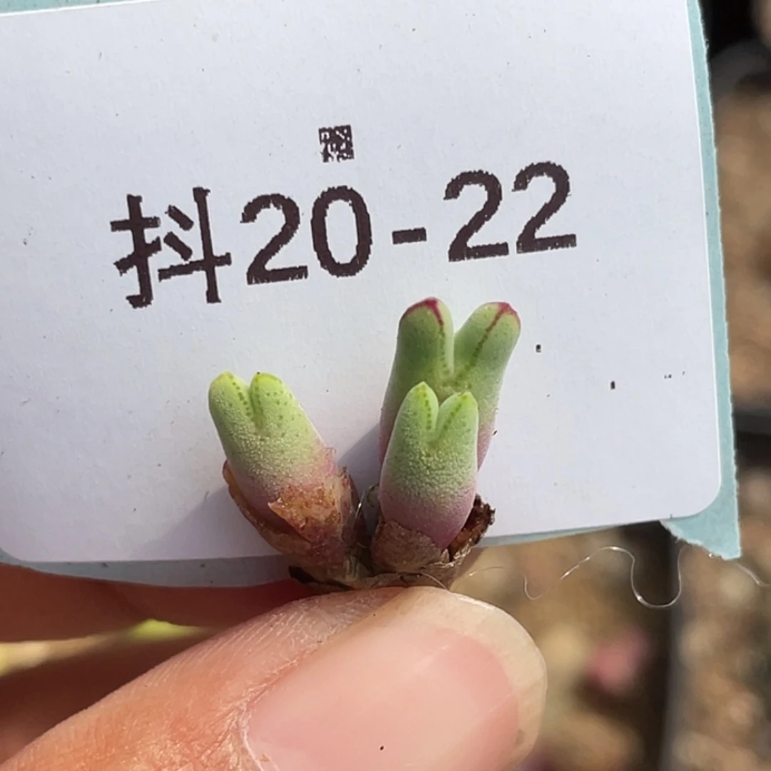 20-22猪蹄多肉植物