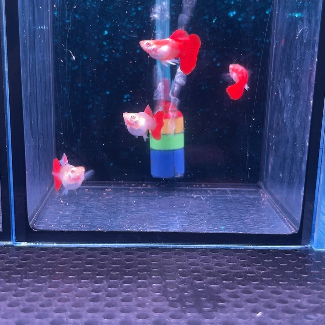 孔雀鱼折扇白子球1对