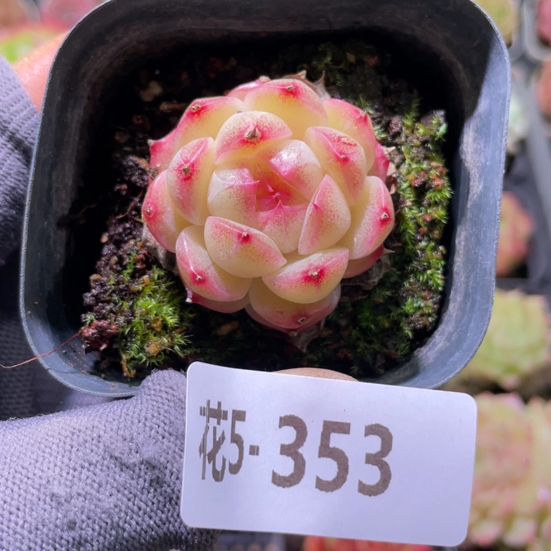 花利美5-353麦秆