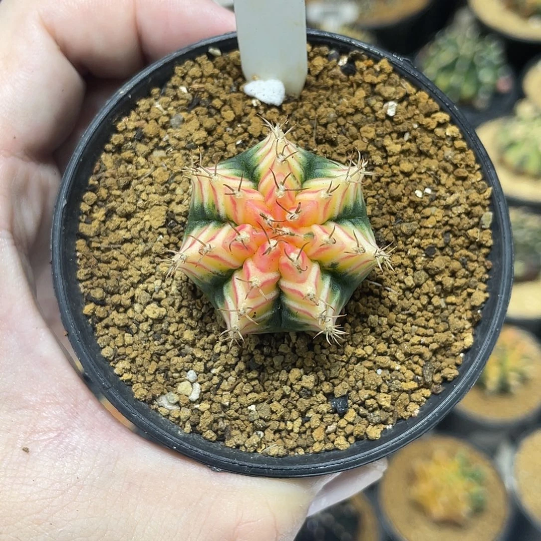 泰系小精品———————