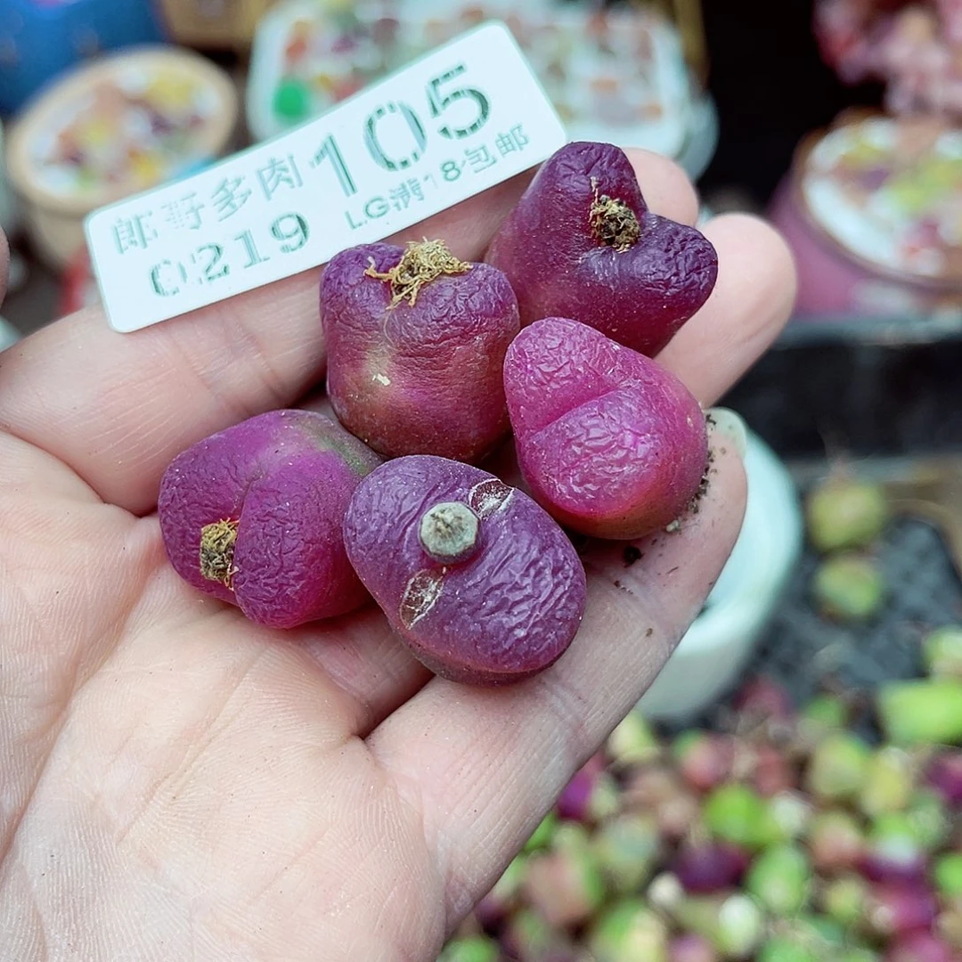 郎哥多肉生石花19-105