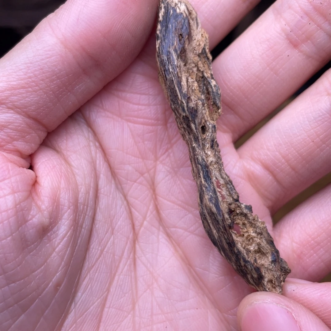 香榧木海南 虫漏1.7