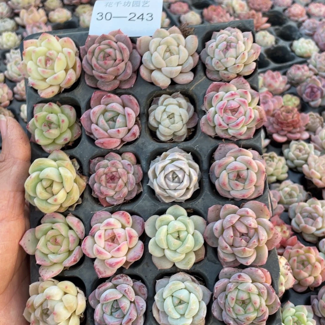 一物一拍20颗小苗30-243