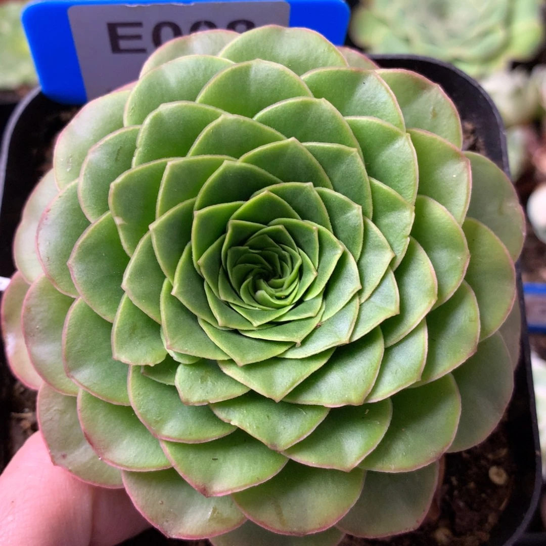 一物一拍紫娃娃008