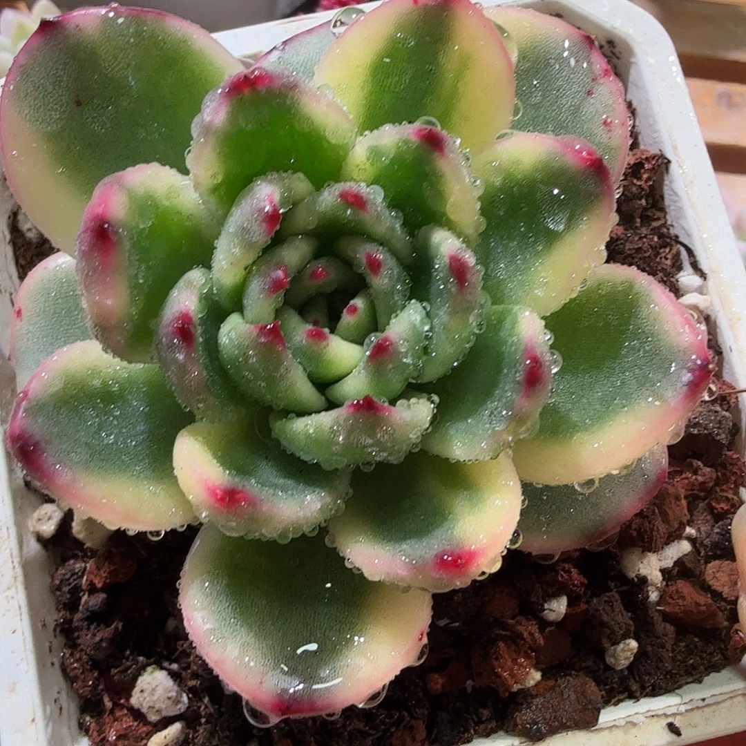 东云锦，多肉植物。