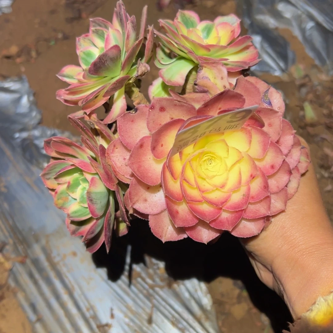 多肉植物379无售后