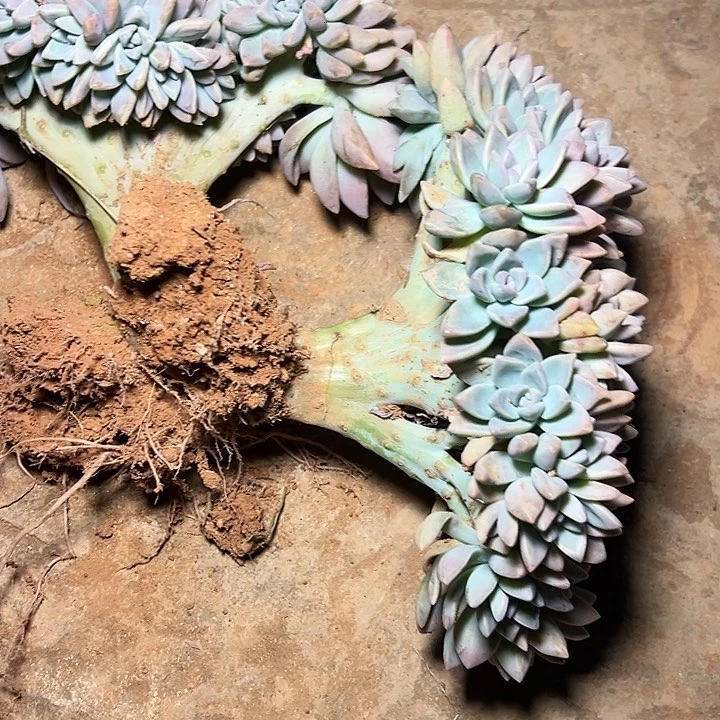 仅**已淡雪板子缀 2棵发货8956